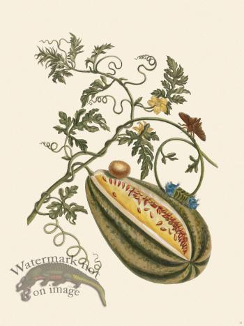 Merian Metamorphosis 15